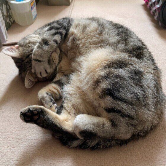 目隠しをするカティーちゃん