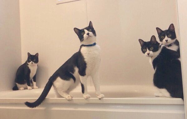 お風呂場に集まるハチワレ猫