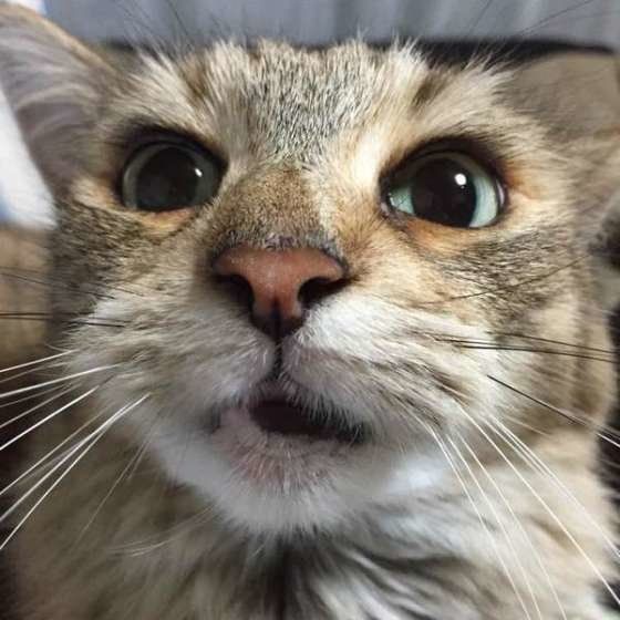 見つめるメインクーン