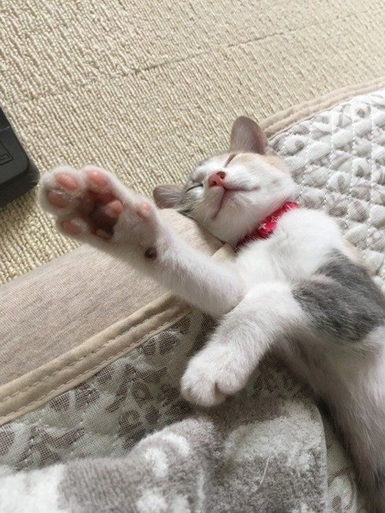 ねこのきもち投稿写真ギャラリー