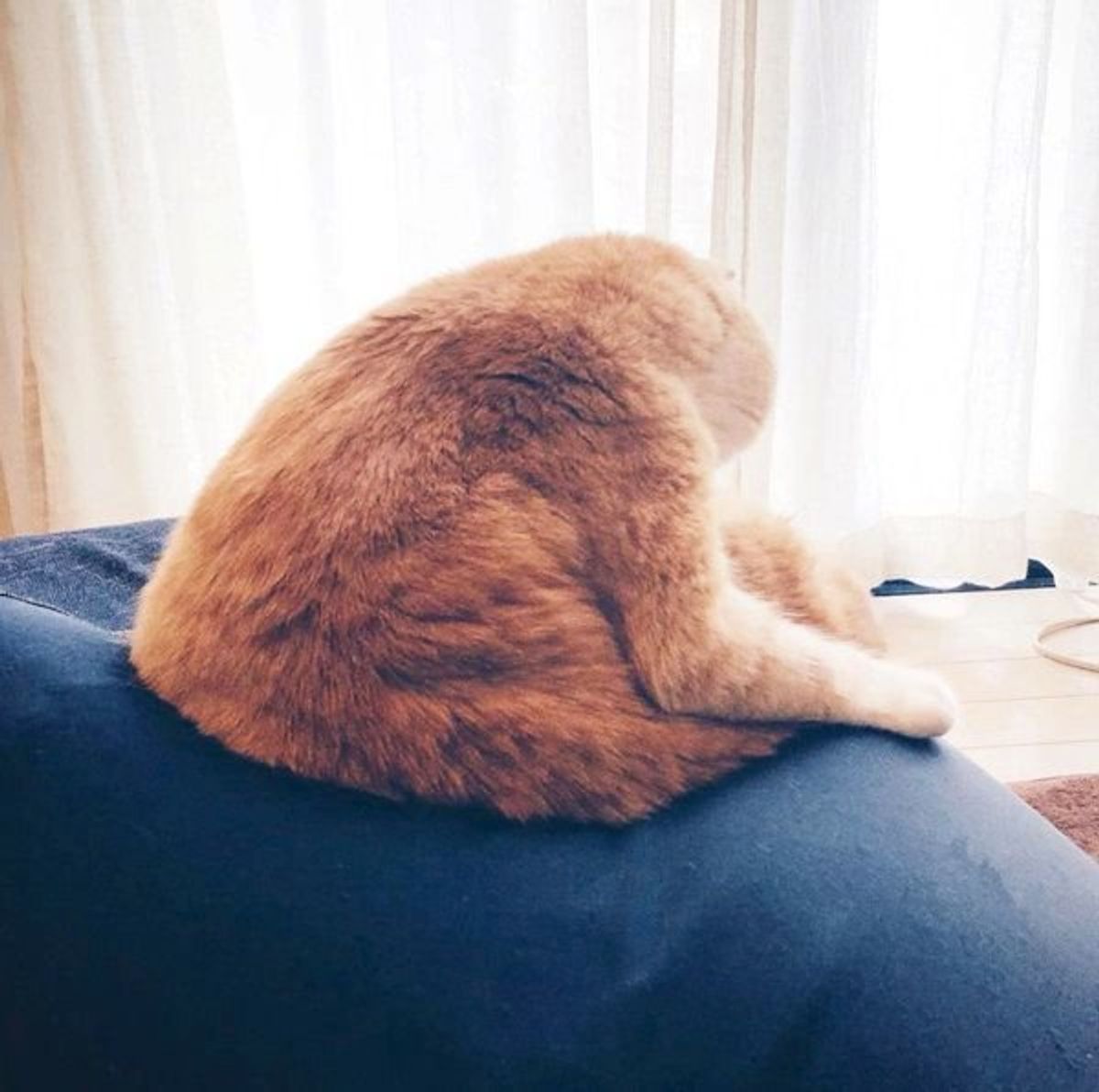 猫 なの ニャンコの衝撃の後ろ姿にざわつきが止まらない 笑 ねこのきもちweb Magazine 猫 なの ニャンコの衝撃の後ろ姿にざわつきが止まらない 笑 ねこのきもちweb Magazine