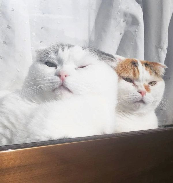 窓際でくつろぐスコティッシュフォールド