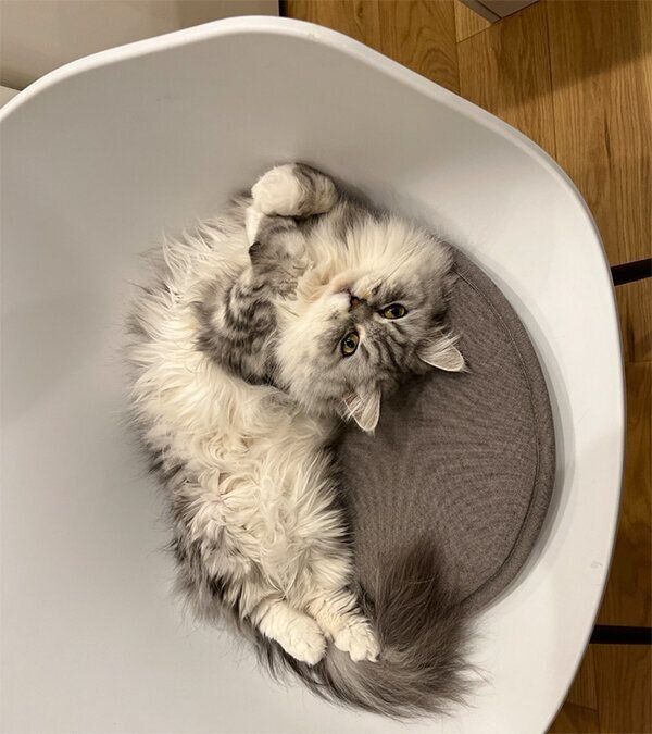 ヘソ天するこゆきちゃん