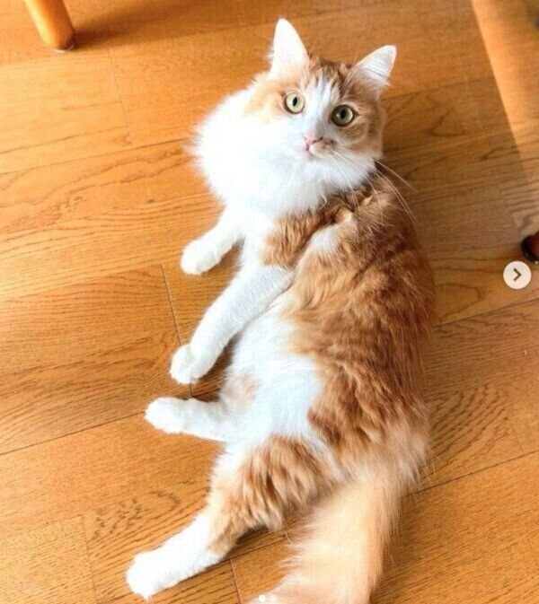 くつろぐのぶおちゃん