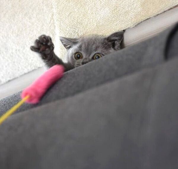 ソファの下で遊ぶトロくん