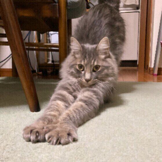 伸びをしているアッシュちゃん