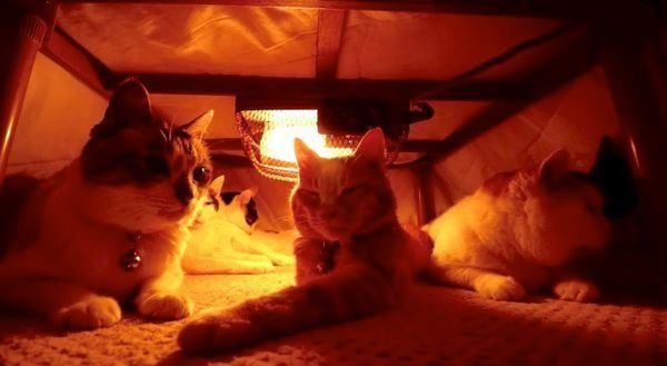 こたつの中でくつろぐ猫