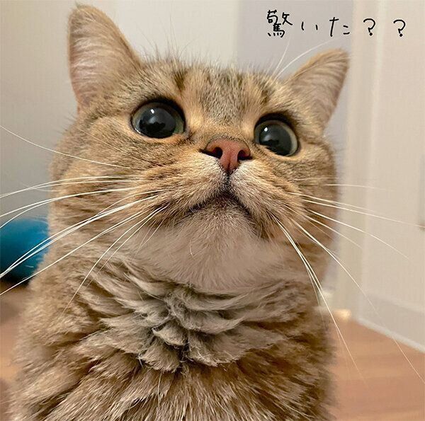 見つめるきなこちゃん