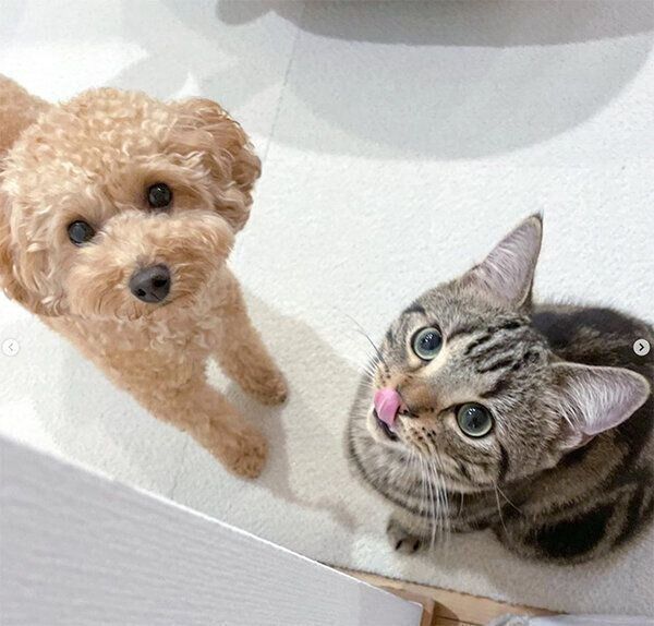 アネラくんとマハロくん