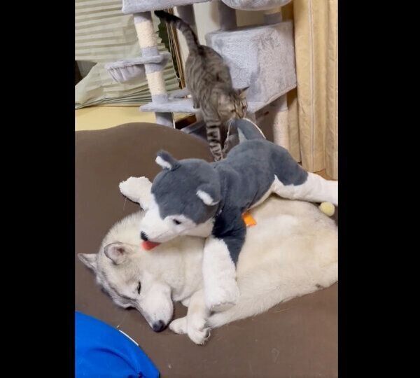 ハスキーのぬいぐるみに嫉妬するサンくん