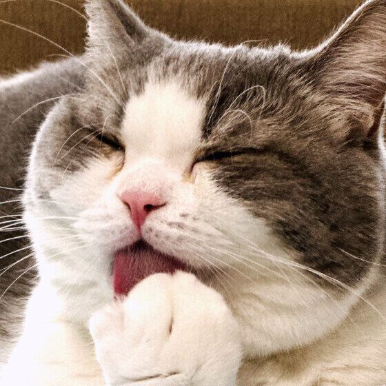 スコティッシュフォールドのめめちゃん♪