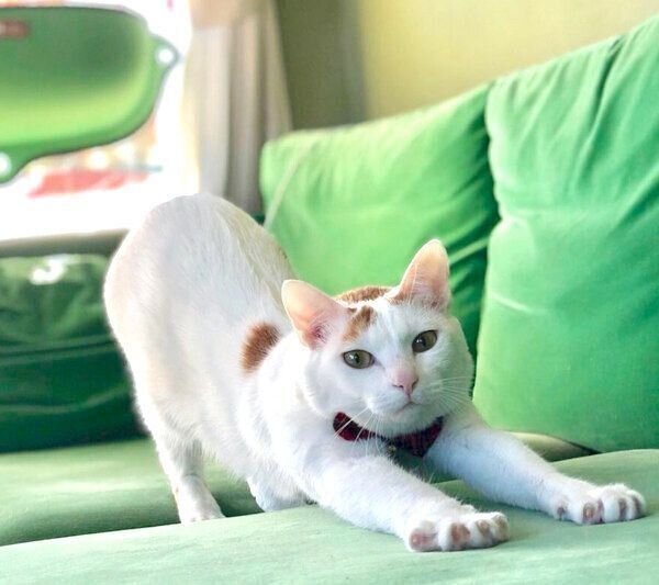 伸びをするサニちゃん