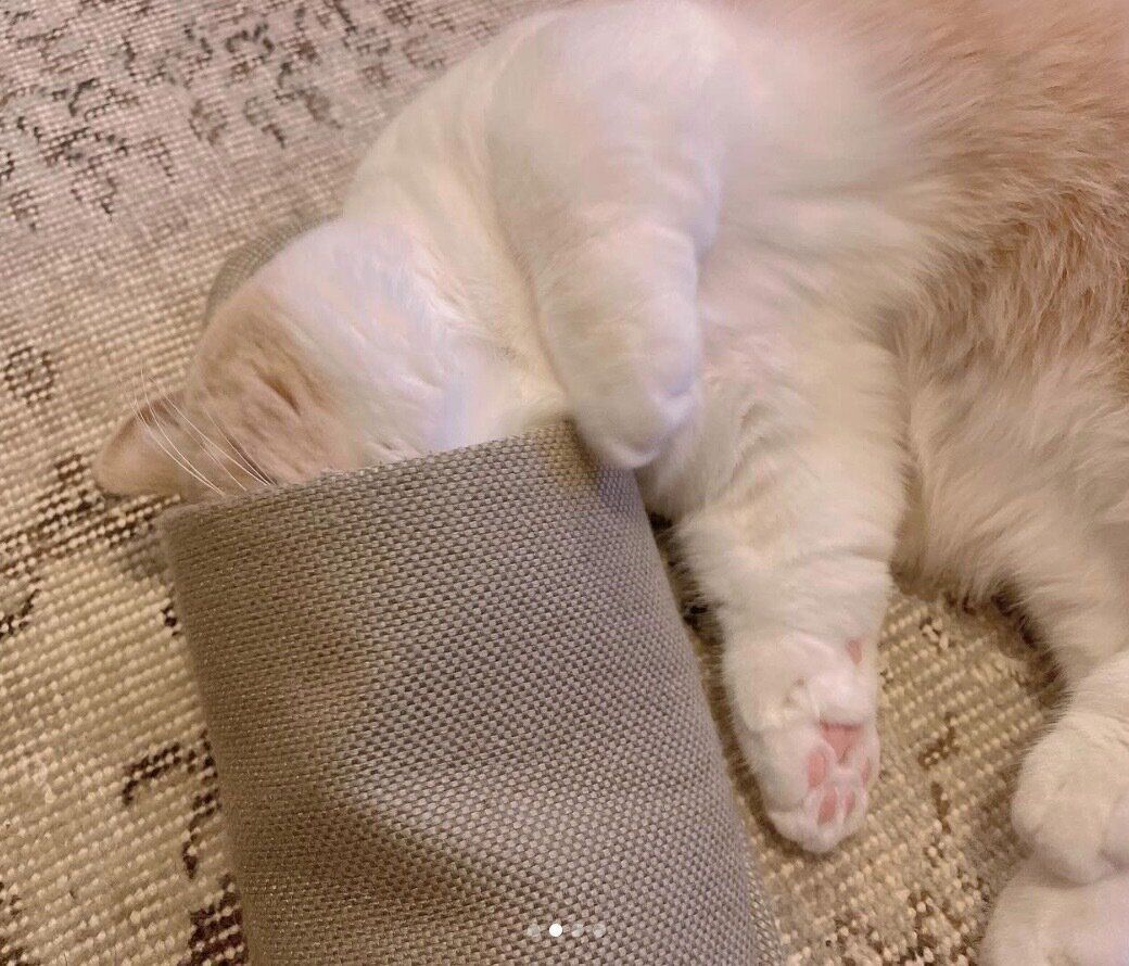 スリッパの中に顔を突っ込んで眠るみりんちゃん