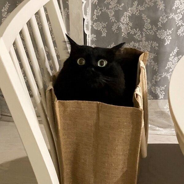 バッグの中に入って「ドキドキ感」を味わうもんちゃん