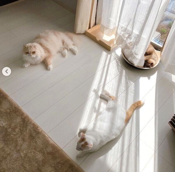 まったりする猫たち