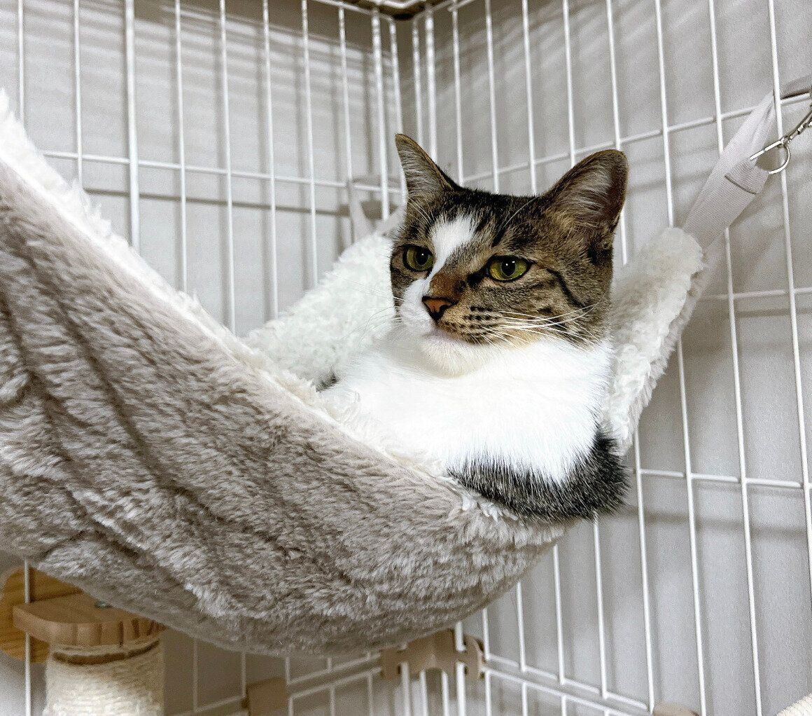 遠い目をするラテちゃん