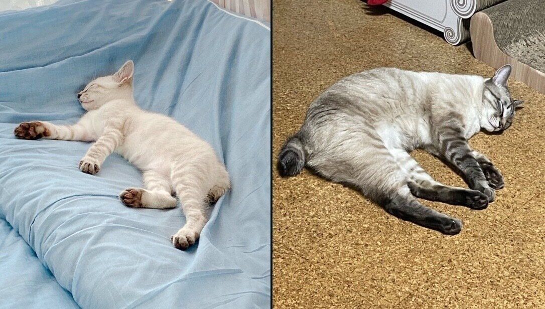 そらくんのビフォーアフター写真