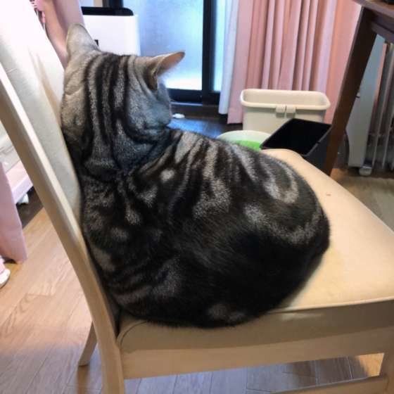 イスに座るアメリカンショートヘア