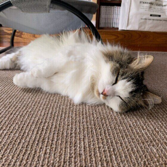 マンチカン・ロングヘアの福太郎くん♪