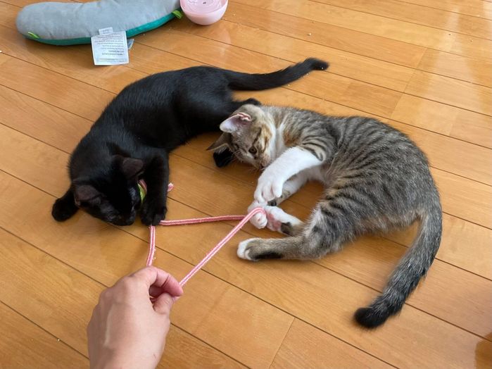 子猫時代のノアちゃんとネロちゃん
