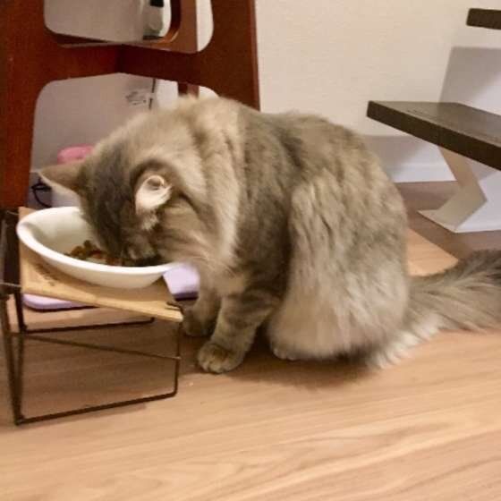 ごはんを食べるサイベリアン