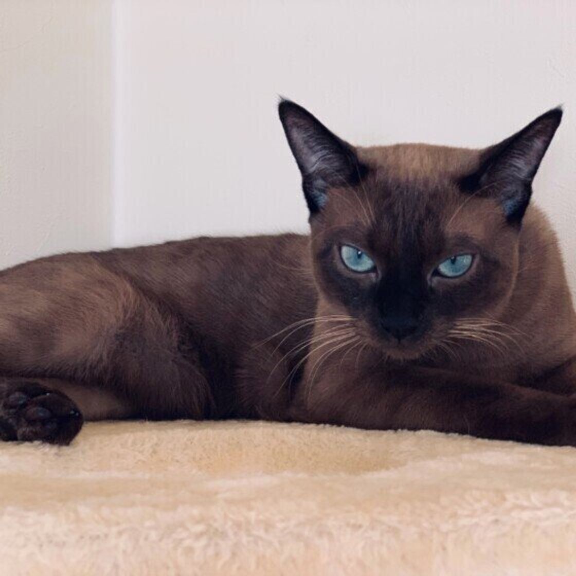 猫の種類 がっしり スレンダー型の10種類の猫を紹介 あなたは全種類知っていますか ねこのきもちweb Magazine 猫の種類 がっしり スレンダー型の10種類の猫を紹介 あなたは全種類知っていますか ねこのきもちweb Magazine