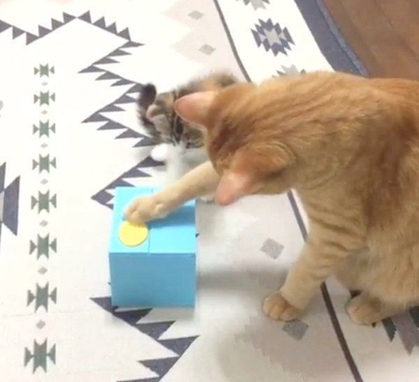 貯金箱で遊ぶ茶トラとマンチカン