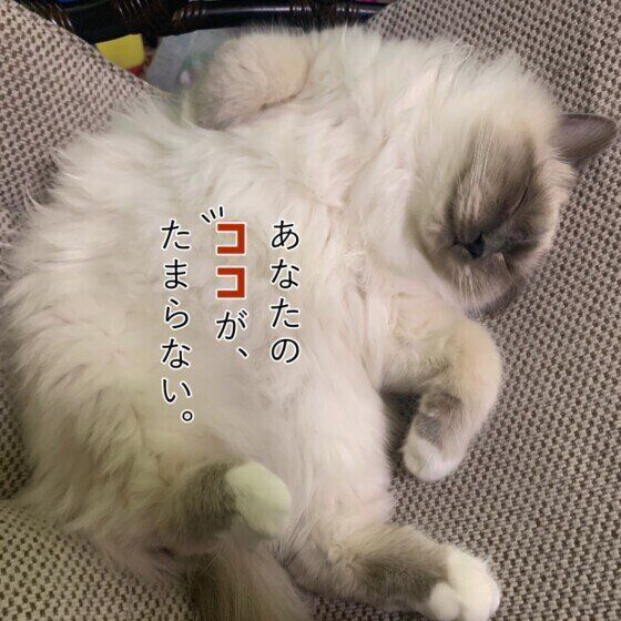 バーマン・杉くん