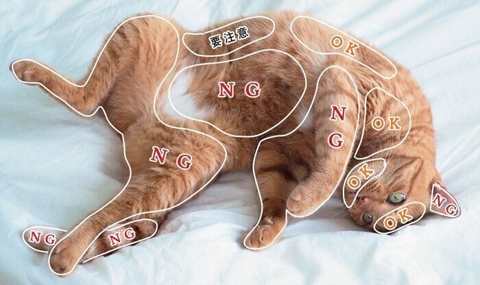 参考・写真／「ねこのきもち」2024年10月号『あのパーツを触るときの反応は？写真に書き込み！愛猫のおさわりMAP』