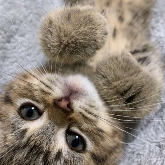 スコティッシュフォールドのルネちゃん