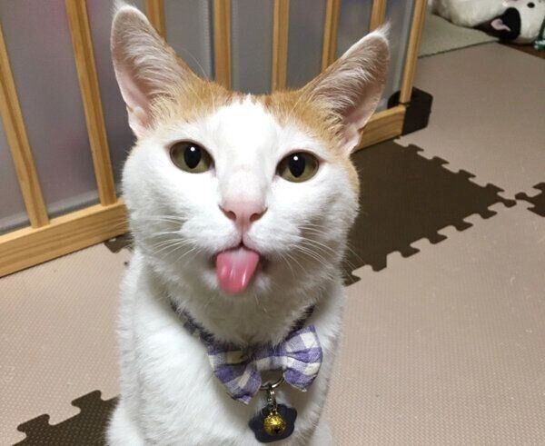 舌を出すむぎちゃん