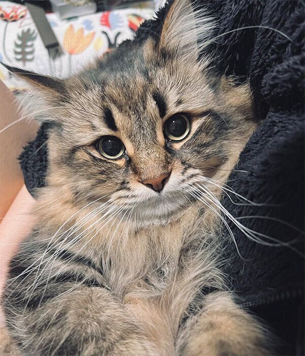 バブみが可愛いヤマネコくん