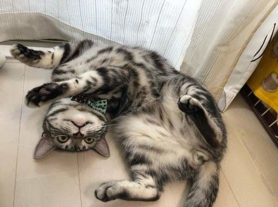 ヘソ天するアメリカンショートヘア