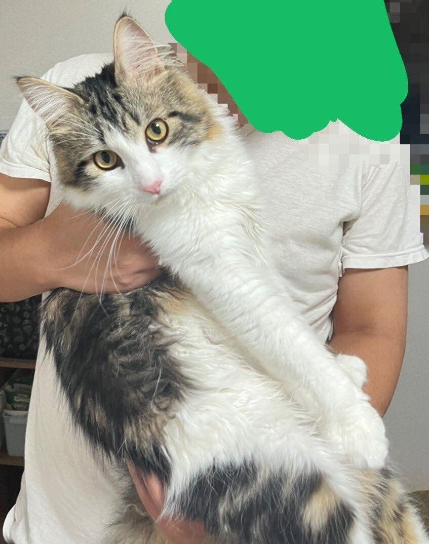 飼い主に抱かれるサイベリアン