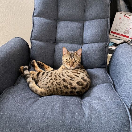 ベンガルのまろんちゃん