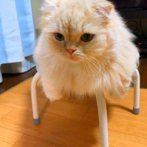 イスに座るスコティッシュフォールド