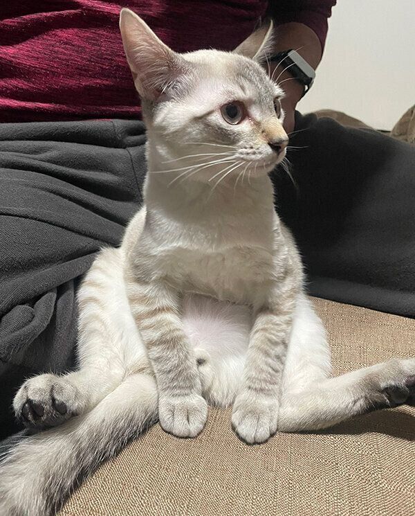 お座りするちゃぼくん