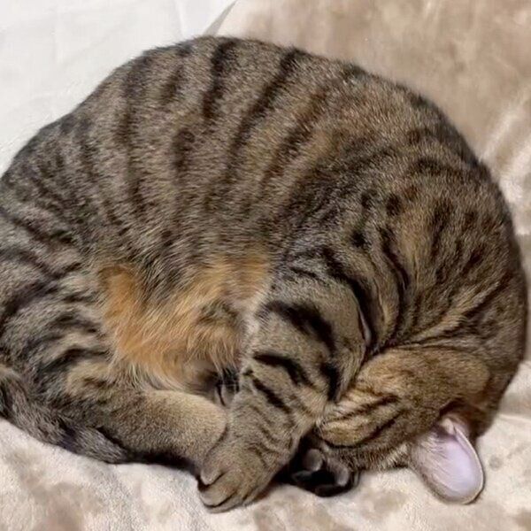 「アンモニャイト」の体勢で眠るもなちゃん