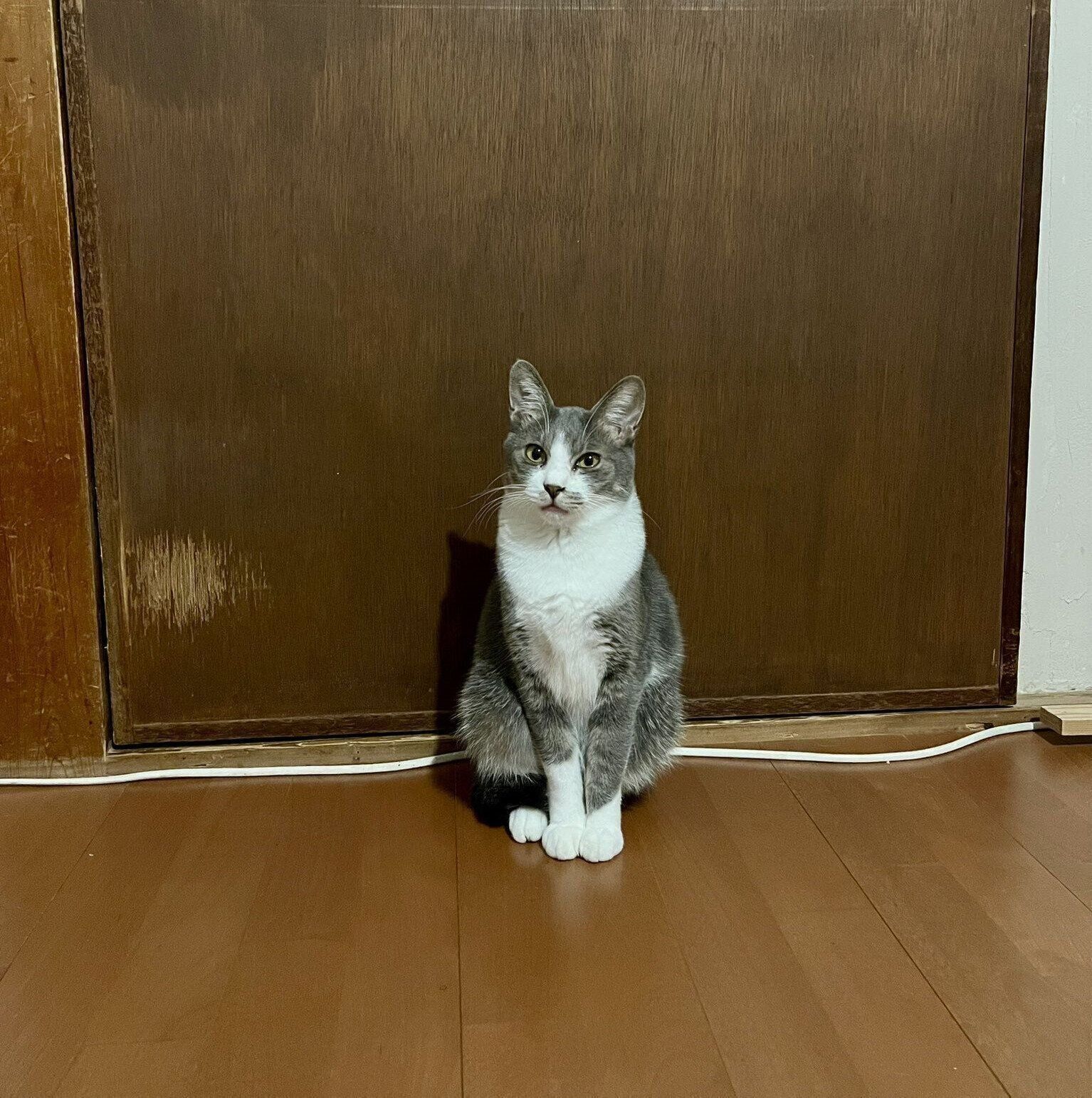 おすましして座る灰白ちゃん