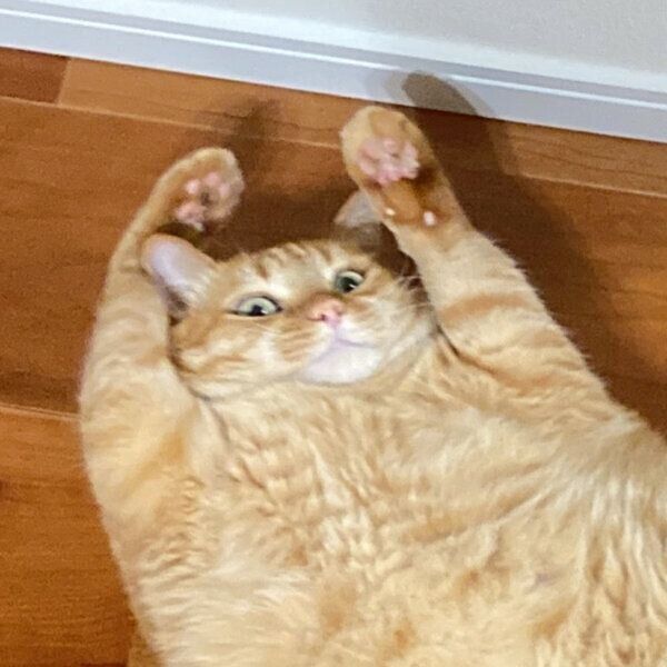 モフられる覚悟を決めたすずくん