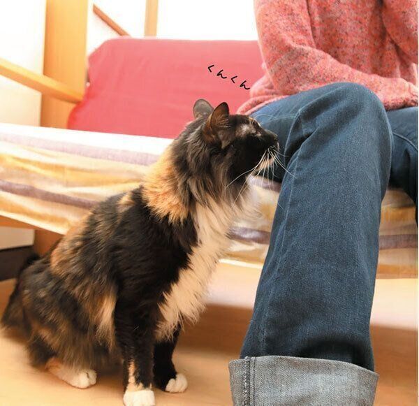 ニオイを嗅ぐ猫