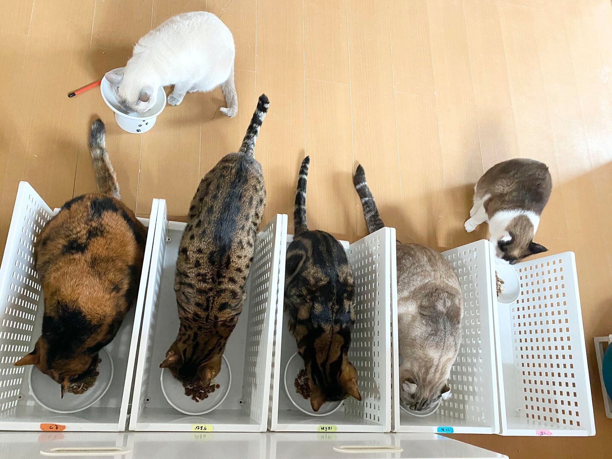 右からりぶちゃん、つくねくん、はらみくん、かるびくん、もつちゃん、らむちゃん