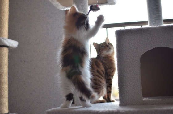 やんちゃな子猫のノルウェージアンフォレストキャット