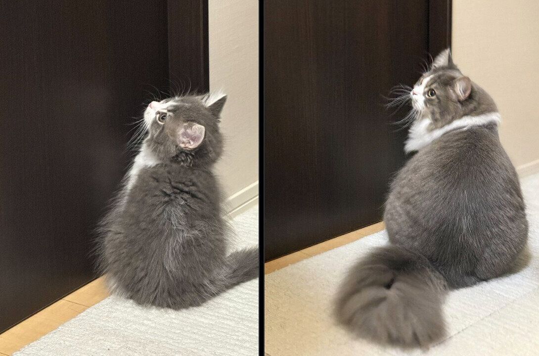 たおくんの成長ビフォーアフター写真