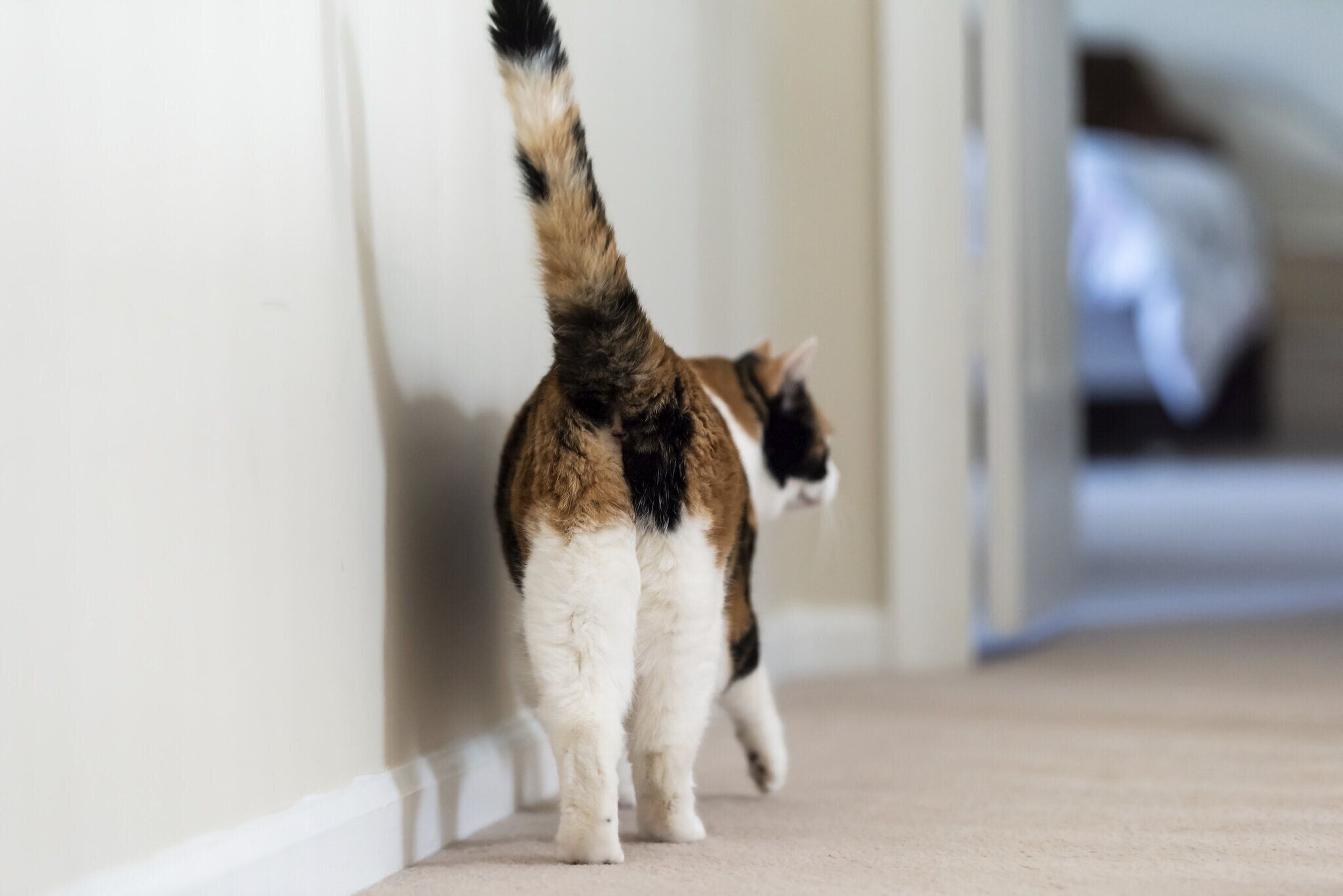 歩く猫