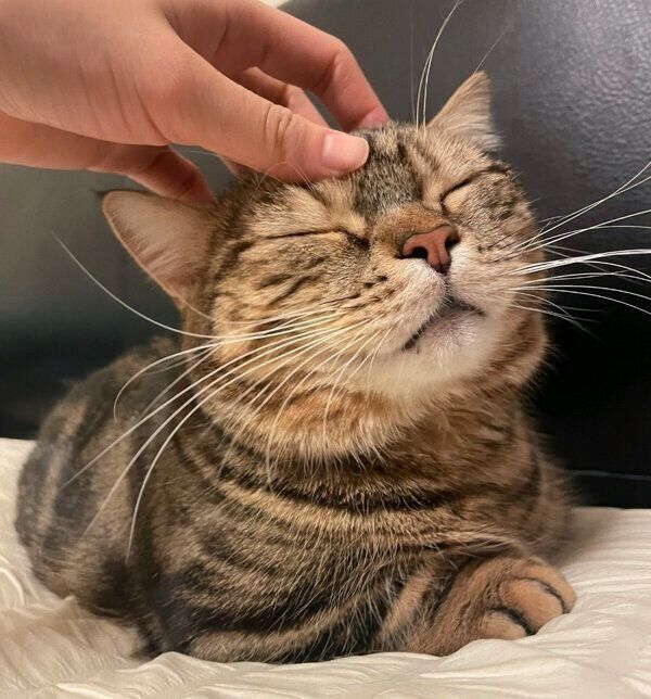 気持ちよさそうなしいたけくん