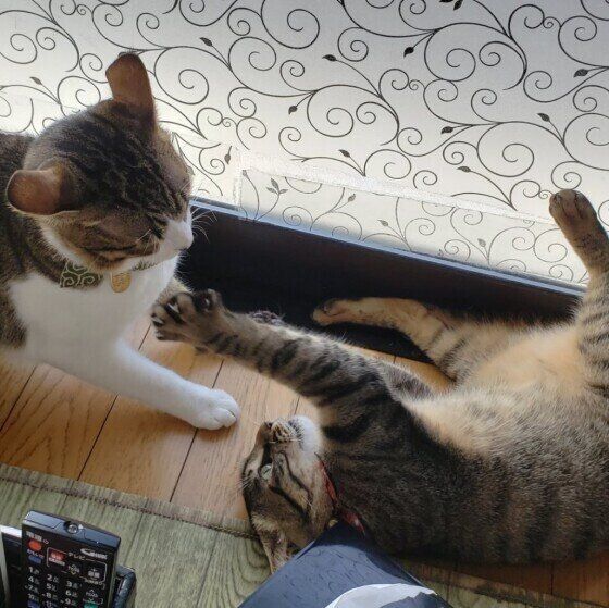 2匹でじゃれ合うキジトラ猫