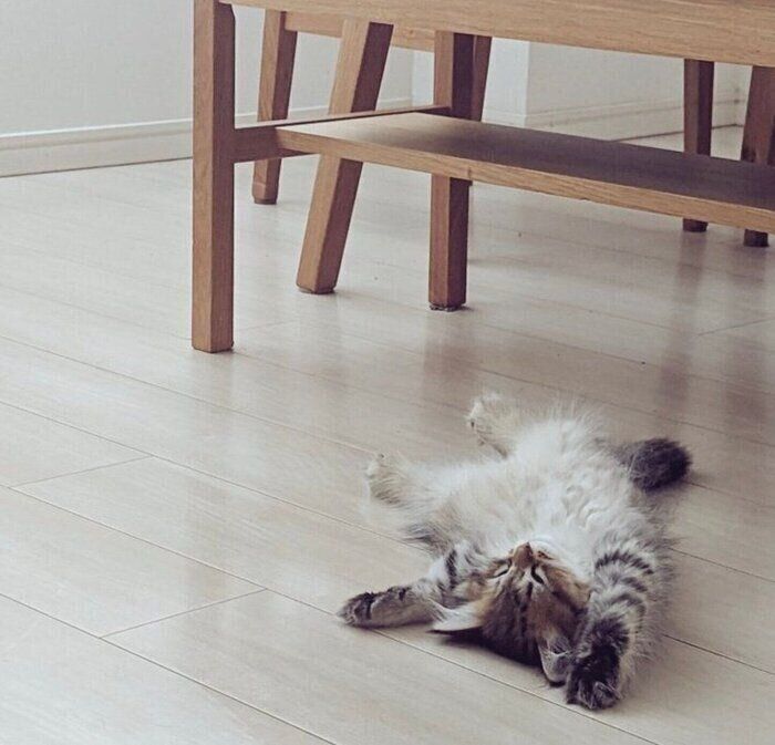 ヘソ天寝をするちまきちゃん