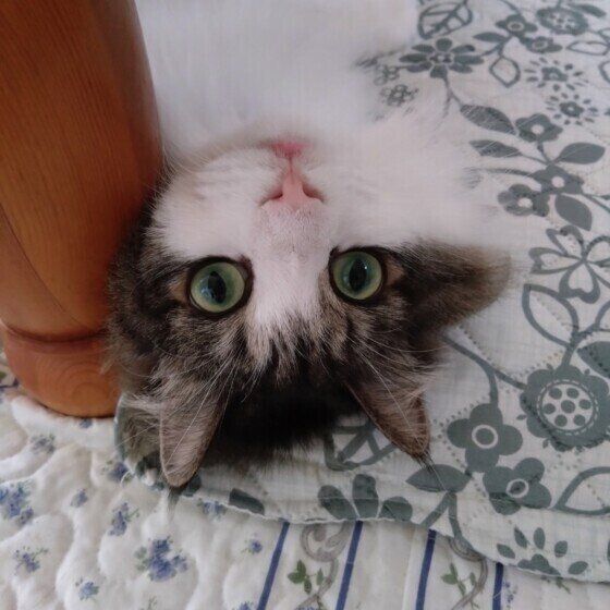 見つめるサイベリアン