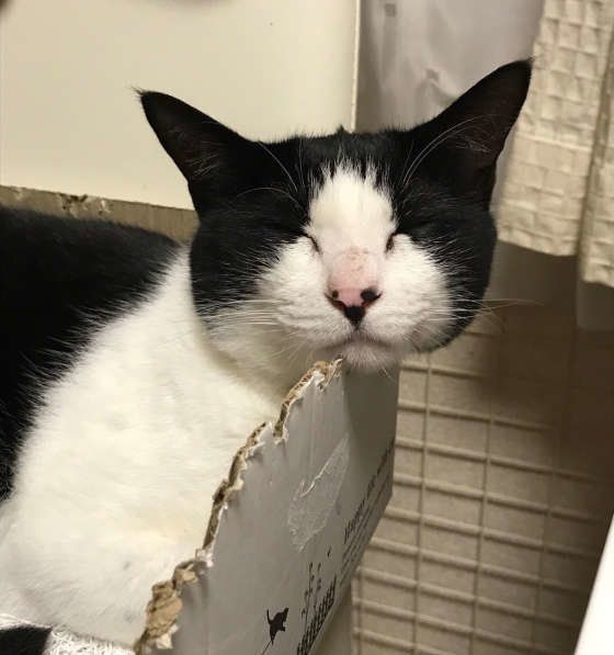 あご乗せをしながら寝ている猫